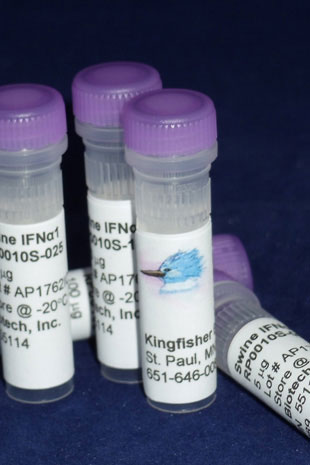 Swine IFN alpha 1 (Yeast-derived Recombinant Protein) - 5 micrograms