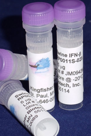 Swine IFN beta (Yeast-derived Recombinant Protein) - 100 micrograms