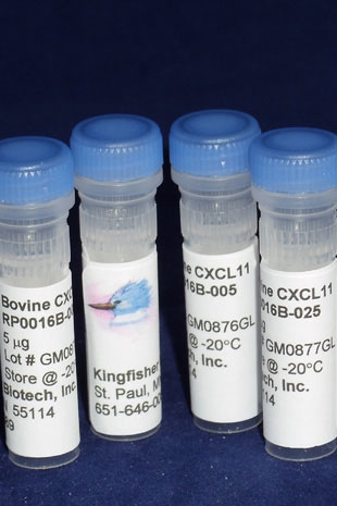 Bovine CXCL11 (I-TAC) (Yeast-derived Recombinant Protein) - 25 micrograms