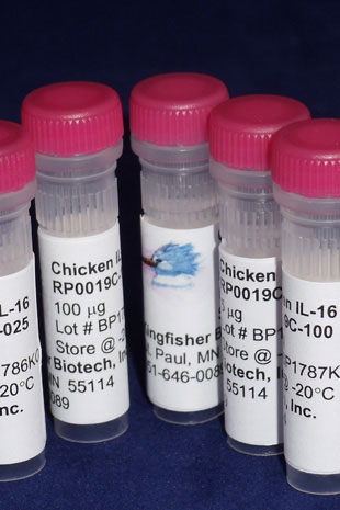 Chicken IL-16 (Yeast-derived Recombinant Protein) - 500 ug (5 x 100 ug vials)