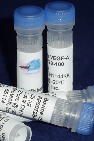 Bovine VEGF-A (Yeast-derived Recombinant Protein) - 500 ug (5 x 100 ug vials)