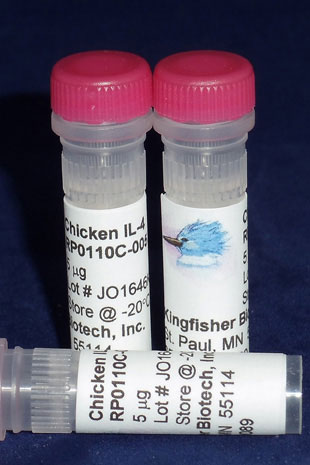 Chicken IL-4 (Yeast-derived Recombinant Protein) - 500 ug (5 x 100 ug vials)