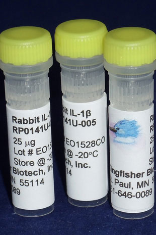 Rabbit IL-1 beta (Yeast-derived Recombinant Protein) - 25 micrograms