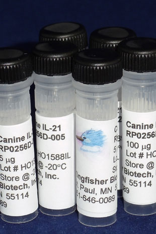 Canine IL-21 (Yeast-derived Recombinant Protein) - 25 micrograms