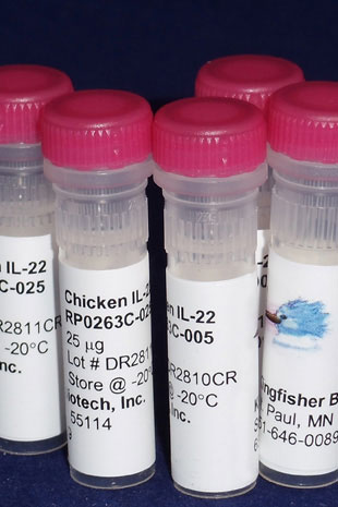 Chicken IL-22 (Yeast-derived Recombinant Protein) - 500 ug (5 x 100 ug vials)
