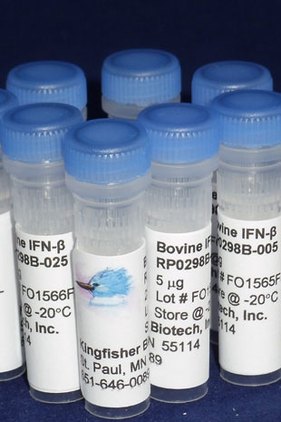Bovine IFN beta (Yeast-derived Recombinant Protein) - 5 micrograms