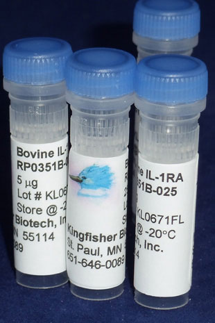 Bovine IL-1 Receptor Antagonist (IL-1ra) (Yeast-derived Recombinant Protein) - 100 micrograms