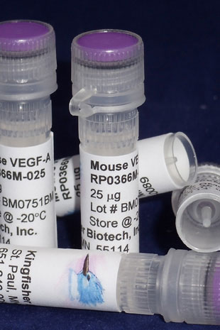 Mouse VEGF-A (Yeast-derived Recombinant Protein) - 100 micrograms