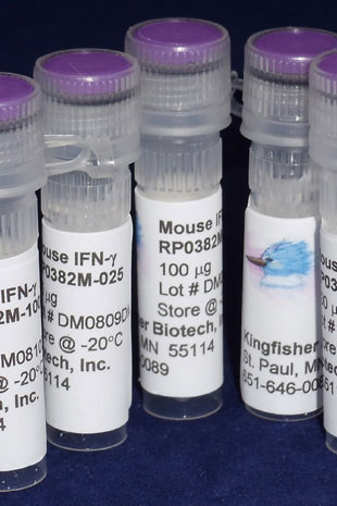 Mouse IFN gamma (Yeast-derived Recombinant Protein) - 5 micrograms