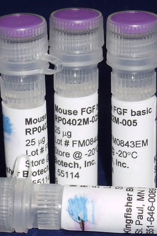 Mouse FGF basic (Yeast-derived Recombinant Protein) - 5 micrograms