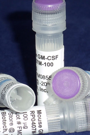Mouse GM-CSF (CSF-2) (Yeast-derived Recombinant Protein) - 500 ug (5 x 100 ug vials)