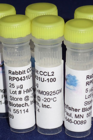 Rabbit CCL2 (MCP-1) (Yeast-derived Recombinant Protein) - 500 ug (5 x 100 ug vials)