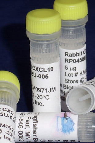 Rabbit CXCL10 (IP-10) (Yeast-derived Recombinant Protein) - 500 ug (5 x 100 ug vials)