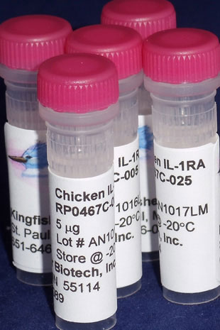 Chicken IL-1 Receptor Antagonist (IL-1RA) (Yeast-derived Recombinant Protein) - 5 micrograms