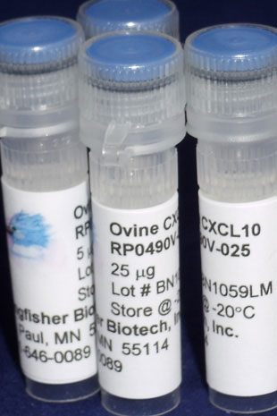 Ovine CXCL10 (IP-10) (Yeast-derived Recombinant Protein) - 100 micrograms