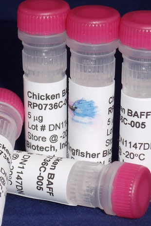 Chicken BAFF (TNFSF13B) (Yeast-derived Recombinant Protein) - 5 micrograms