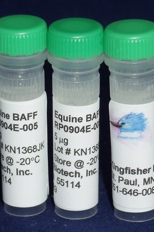 Equine BAFF (TNFSF13B) (Yeast-derived Recombinant Protein) - 25 micrograms