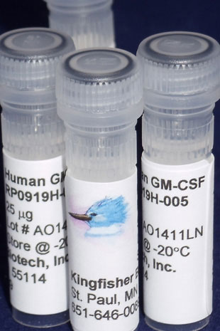 Human GM-CSF (Yeast-derived Recombinant Protein) - 500 ug (5 x 100 ug vials)