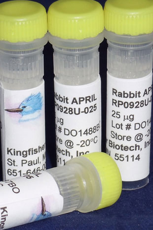 Rabbit APRIL (TNFSF13) (Yeast-derived Recombinant Protein) - 25 micrograms