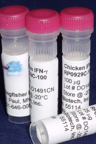 Chicken IFN gamma (Yeast-derived Recombinant Protein) - 500 ug (5 x 100 ug vials)