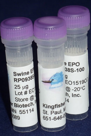Swine Erythropoietin (EPO) (Yeast-derived Recombinant Protein) - 5 micrograms