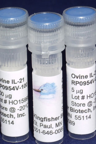 Ovine/Caprine IL-21 (Yeast-derived Recombinant Protein) - 100 micrograms