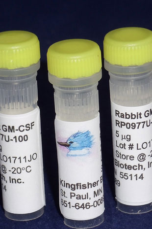 Rabbit GM-CSF (Yeast-derived Recombinant Protein) - 500 ug (5 x 100 ug vials)