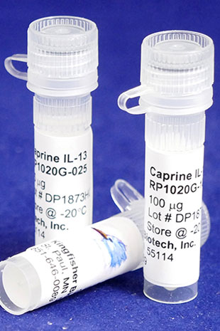 Caprine IL-13 (Yeast-derived Recombinant Protein) - 5 micrograms