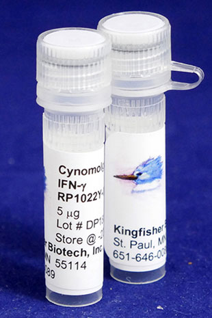 Cynomolgus Monkey IFN gamma (Yeast-derived Recombinant Protein) - 25 micrograms