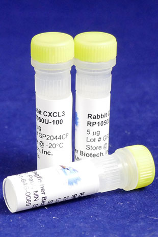 Rabbit CXCL3 (GRO gamma) (Yeast-derived Recombinant Protein) - 500 ug (5 x 100 ug vials)
