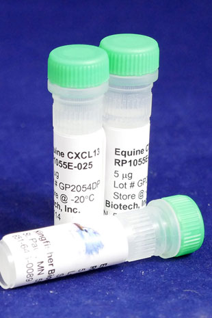 Equine CXCL13 (BLC) (Yeast-derived Recombinant Protein) - 5 micrograms