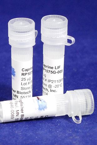 Caprine Leukemia Inhibitory Factor (LIF) (Yeast-derived Recombinant Protein) - 100 micrograms