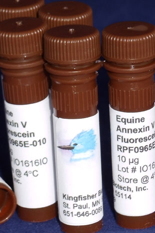 Equine Annexin V Fluorescein - 100 tests