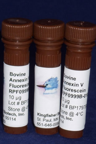 Bovine Annexin V Fluorescein - 100 tests