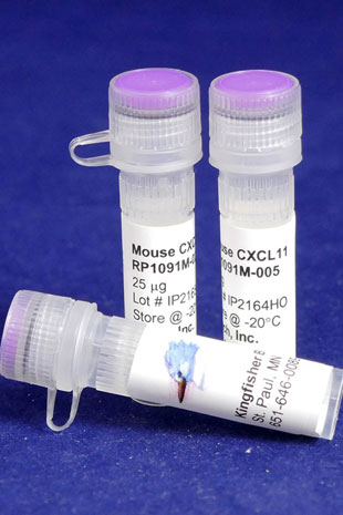 Mouse CXCL11 (I-TAC) (Yeast-derived Recombinant Protein) - 5 micrograms