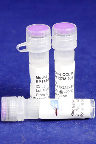 Mouse CCL11 (Eotaxin-1) (Yeast-derived Recombinant Protein) - 100 micrograms