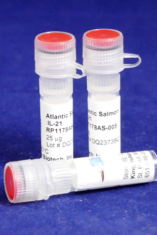 Atlantic Salmon IL-21 (Yeast-derived Recombinant Protein) - 500 ug (5 x 100 ug vials)