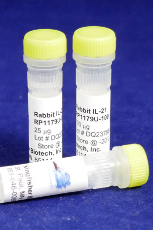Rabbit IL-21 (Yeast-derived Recombinant Protein) - 500 ug (5 x 100 ug vials)