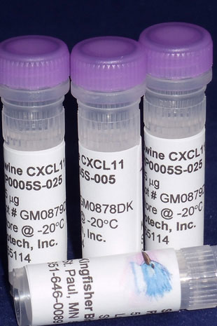 Swine CXCL11 (I-TAC) (Yeast-derived Recombinant Protein) - 25 micrograms