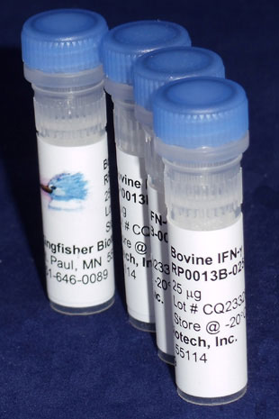 Bovine IFN gamma (Yeast-derived Recombinant Protein) - 500 ug (5 x 100 ug vials)
