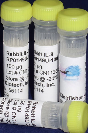Rabbit IL-8 (CXCL8) (Yeast-derived Recombinant Protein) - 500 ug (5 x 100 ug vials)