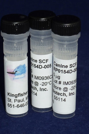 Canine SCF (Stem Cell Factor) (Yeast-derived Recombinant Protein) - 500 ug (5 x 100 ug vials)