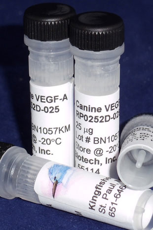 Canine VEGF-A (Yeast-derived Recombinant Protein) - 25 micrograms