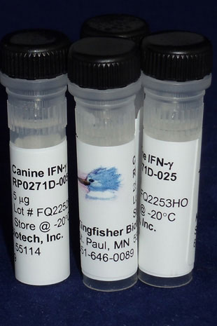 Canine IFN gamma (Yeast-derived Recombinant Protein) - 500 ug (5 x 100 ug vials)