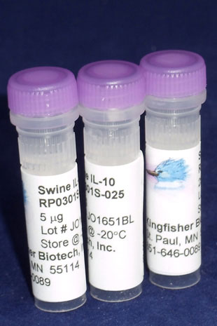Swine IL-10 (Yeast-derived Recombinant Protein) - 25 micrograms