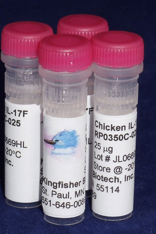 Chicken IL-17F (Yeast-derived Recombinant Protein) - 25 micrograms