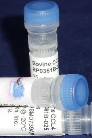 Bovine CCL4 (MIP-1 beta) (Yeast-derived Recombinant Protein) - 500 ug (5 x 100 ug vials)