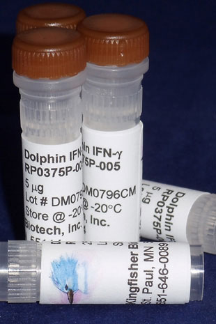 Dolphin IFN gamma (Yeast-derived Recombinant Protein) - 25 micrograms