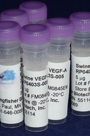 Swine VEGF-A (Yeast-derived Recombinant Protein) - 25 micrograms