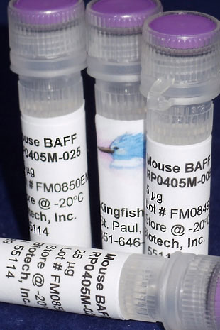 Mouse BAFF (TNFSF13B) (Yeast-derived Recombinant Protein) - 5 micrograms